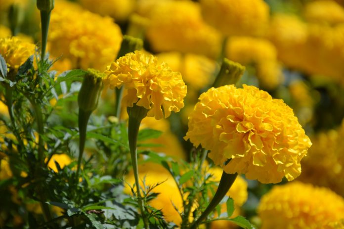 Bright orange marigolds blooming in a spring garden bed