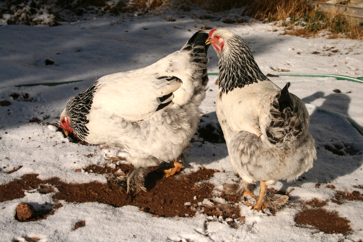 Raising Chickens in The Winter
