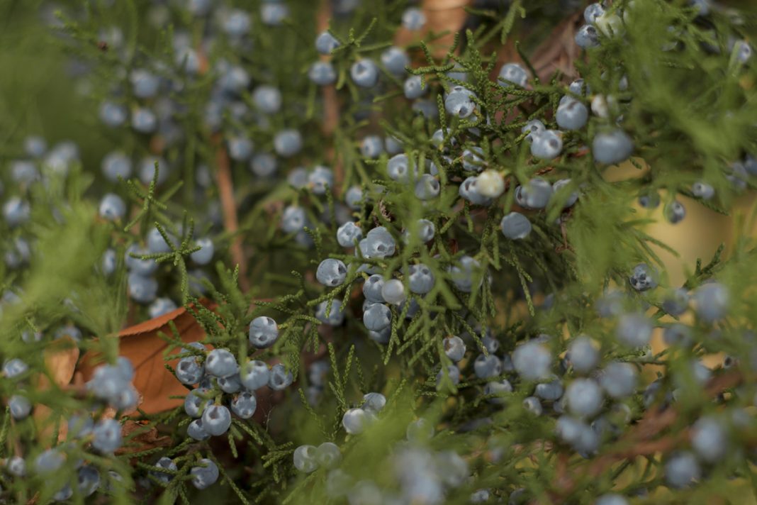 Juniper Berry Benefits