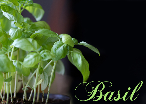 Wonders of Sweet Basil