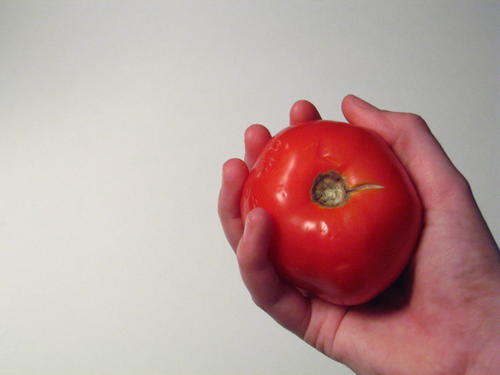 Why Do Tomatoes Split?