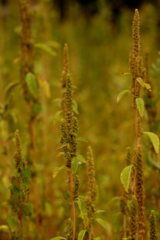 Pigweed – A Great Garden Partner, Not a Pest