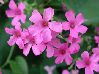 Ednometriosis and Flower Remedies - Garden Sorrel