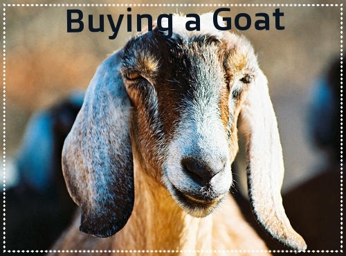 10 Tips and Suggestions on Buying a Goat