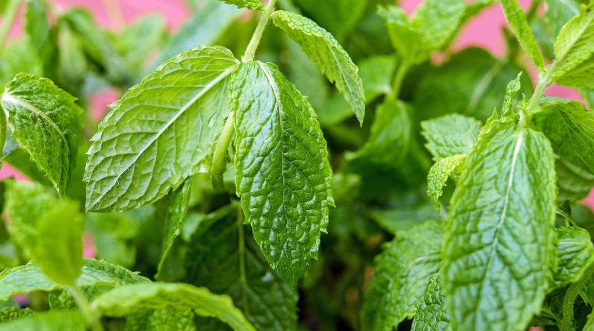 21 Uses for Mint