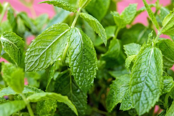 21 Uses for Mint