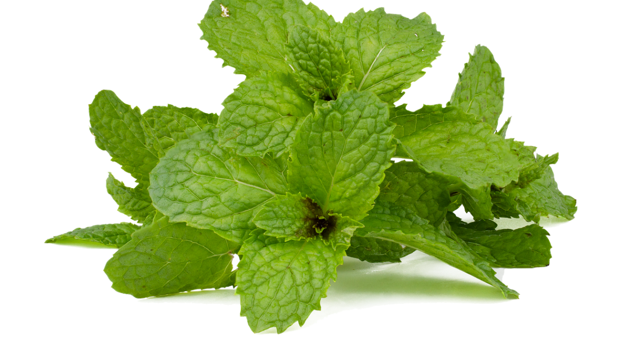 Organic Peppermint Oil and It's Invigorating Benefits