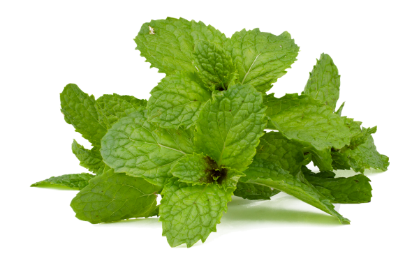 Organic Peppermint Oil and It’s Invigorating Benefits