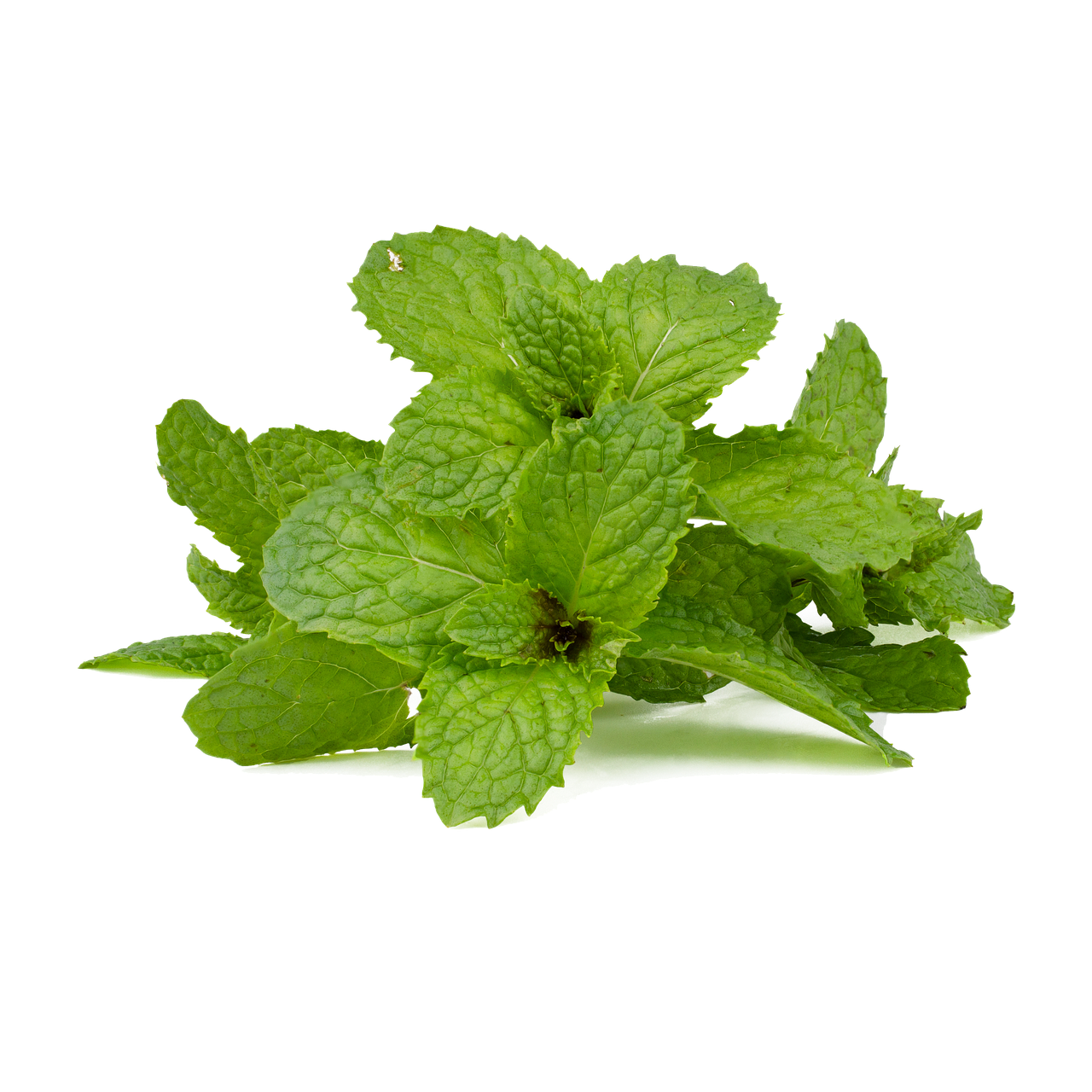 Organic Peppermint Oil and It’s Invigorating Benefits