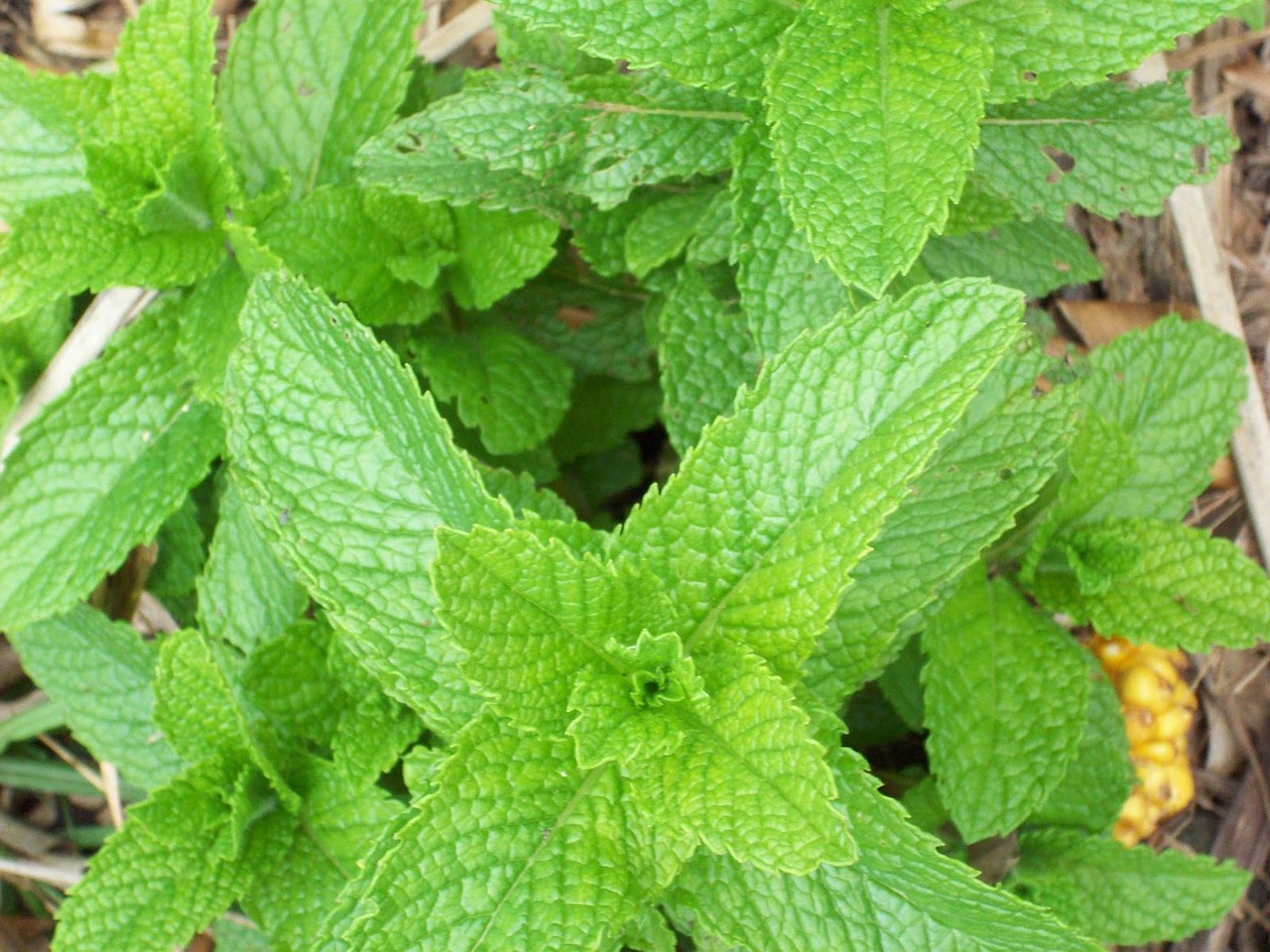 Hospitality with Herbs: The Mint Plant