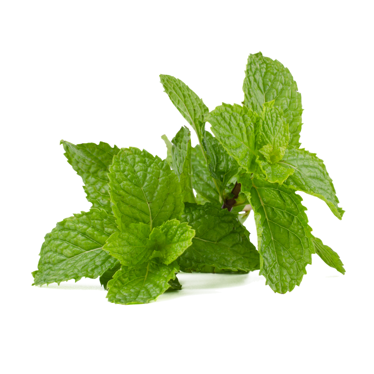 How to Propagate and Grow Mint - Pioneerthinking.com