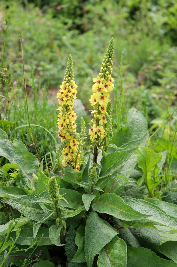 Mullein - Medicinal Uses, Interactions, Side Effects, Dosage ...