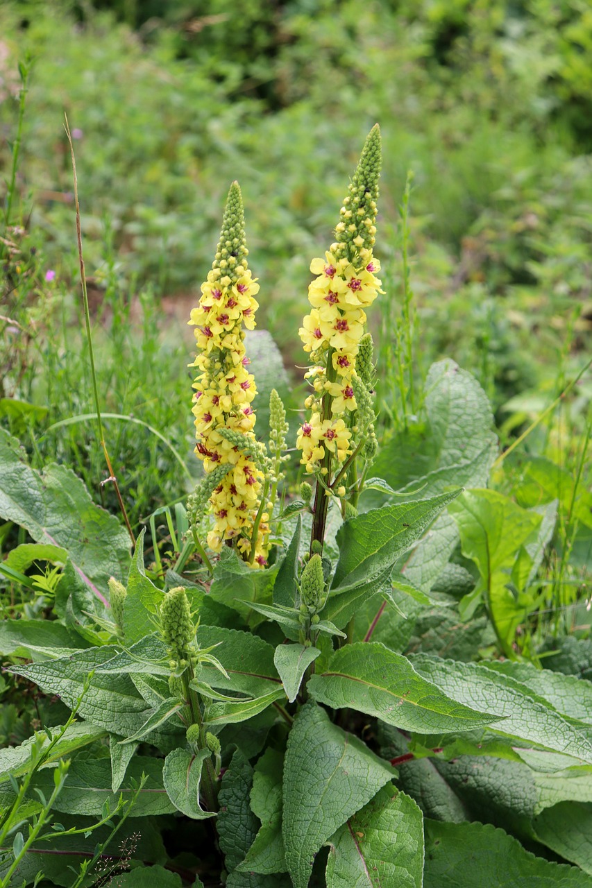 Mullein – Medicinal Uses, Interactions, Side Effects, Dosage
