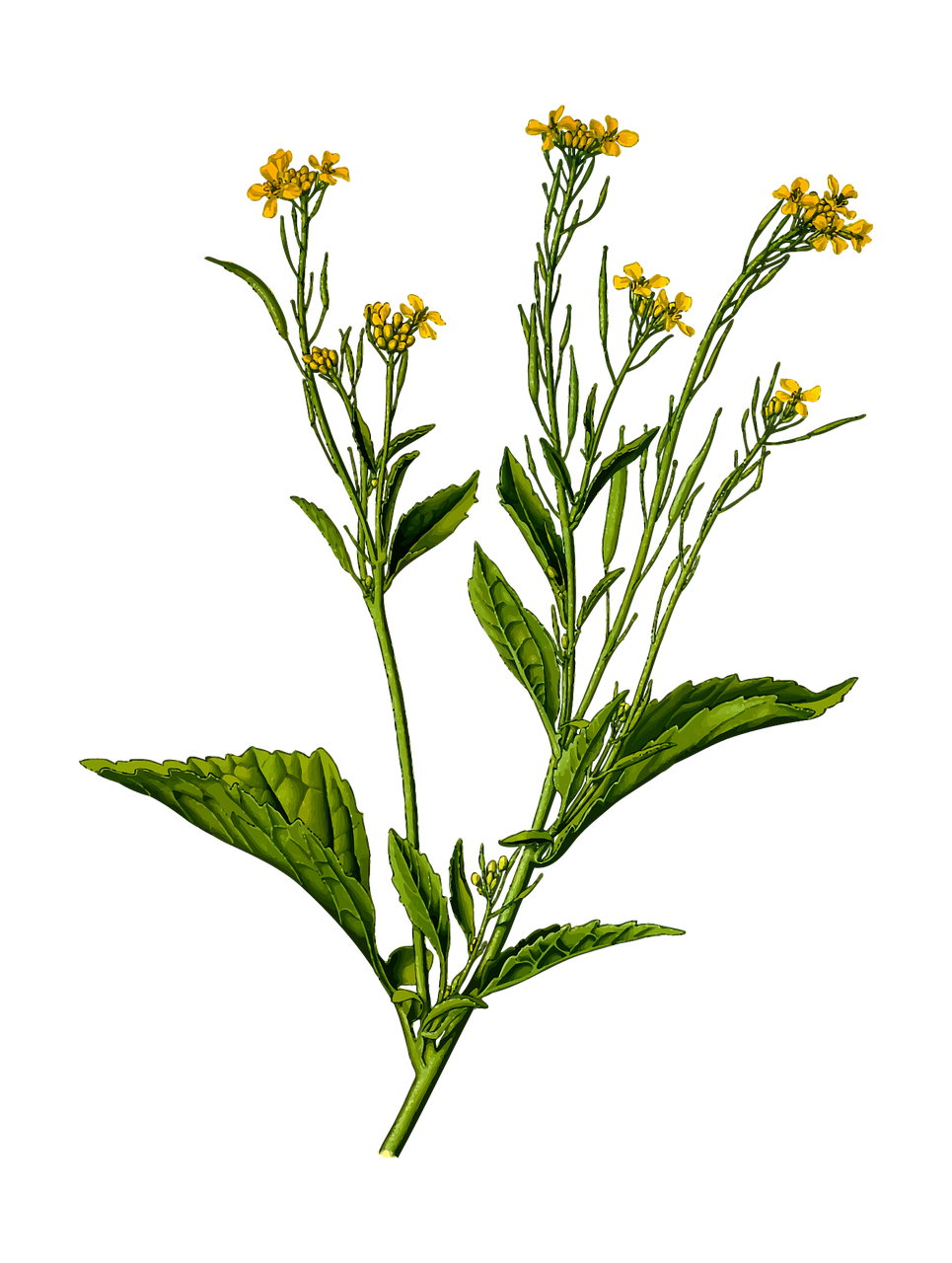 The Greatest Herb: The Mustard Plant