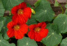 The Best Companion Plants for Potatoes The Best Companion Plants for Potatoes