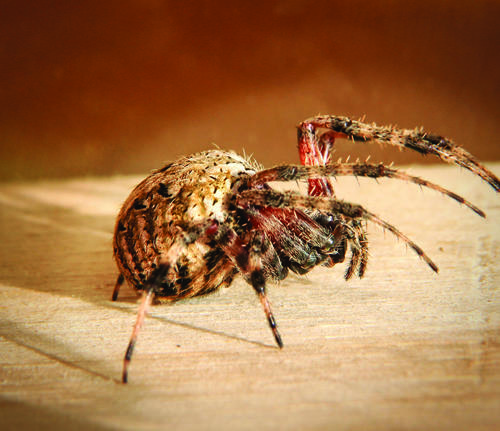 6 Ways to Keep Spiders Out of Your House