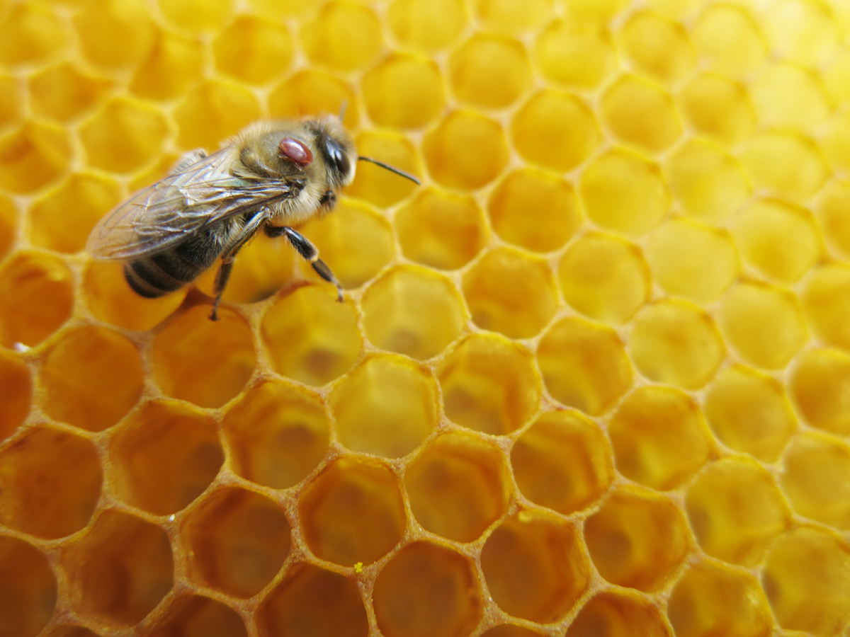 Small Mites Causing Big Problems for Honey Bees
