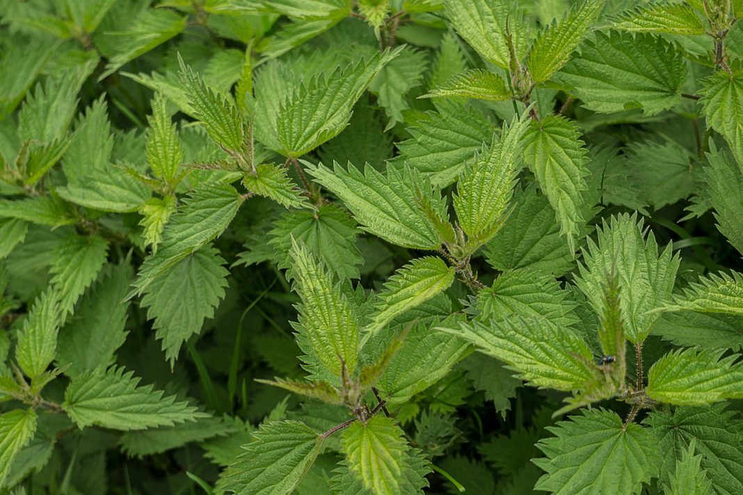 Herbal Hair Rinse - Nettle Leaf for Healthy Hair - Pioneerthinking.com