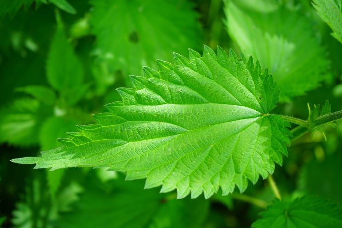 Stinging Nettle - How to Use It as Food and as a Health Remedy