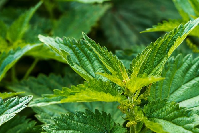 Nettle- Medicinal Uses, Interactions, Side Effects, Dosage