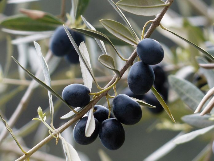 Mediterranean Herbs and Their Health Benefits