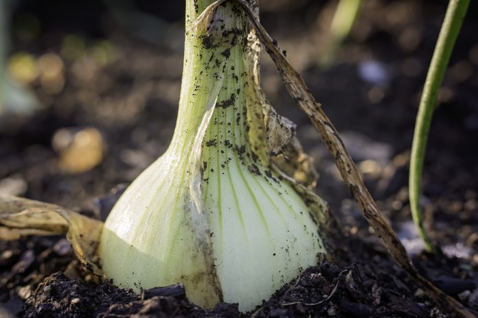 Grow Onions for Your Garden