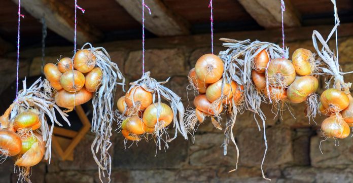 The Traditional Way of Storing Onions