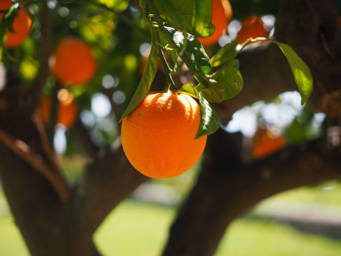 Grow Your Own Orange Tree