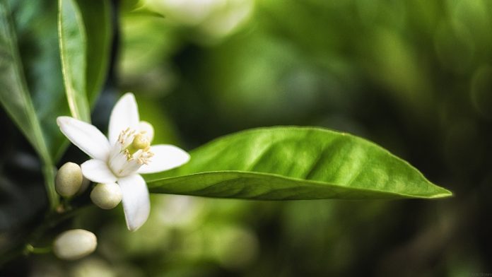 Blossom Groves Massage Oil Recipe