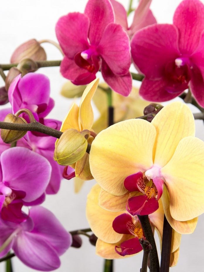 Phalaenopsis Orchid Growing Care Tips