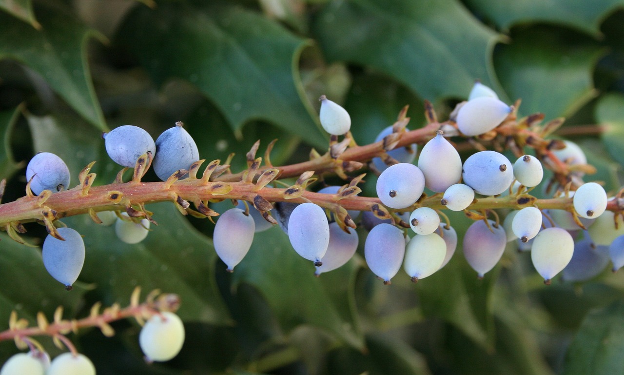 Fight Aging with Oregon Grape