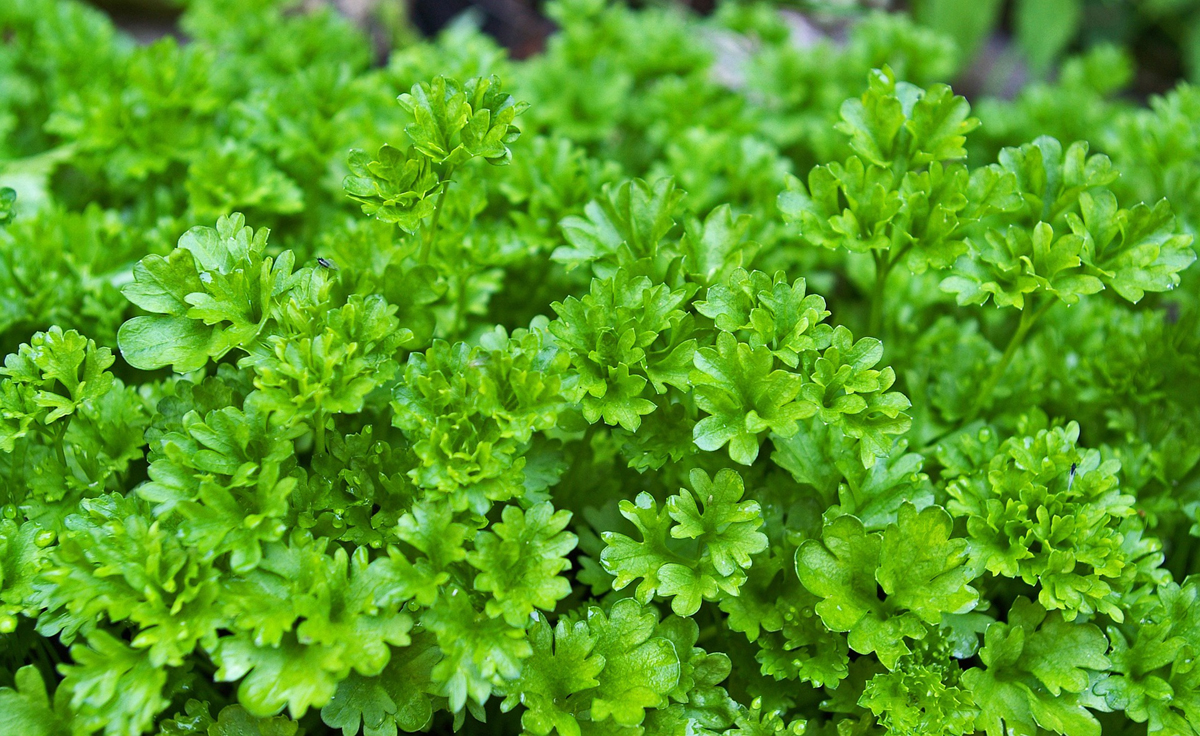 Herb Garden Plants – Parsley and The Devil