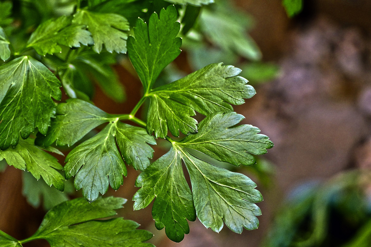 How to Grow Parsley and The Many Uses of The Parsley Herbs