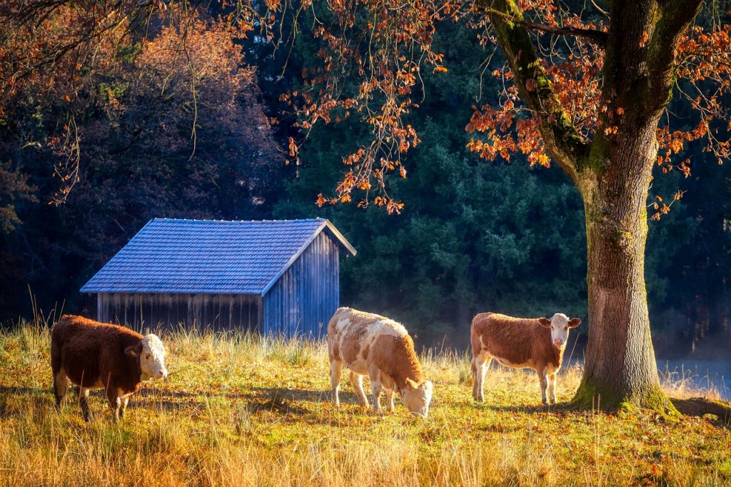 Treating Hardware Disease in Cattle