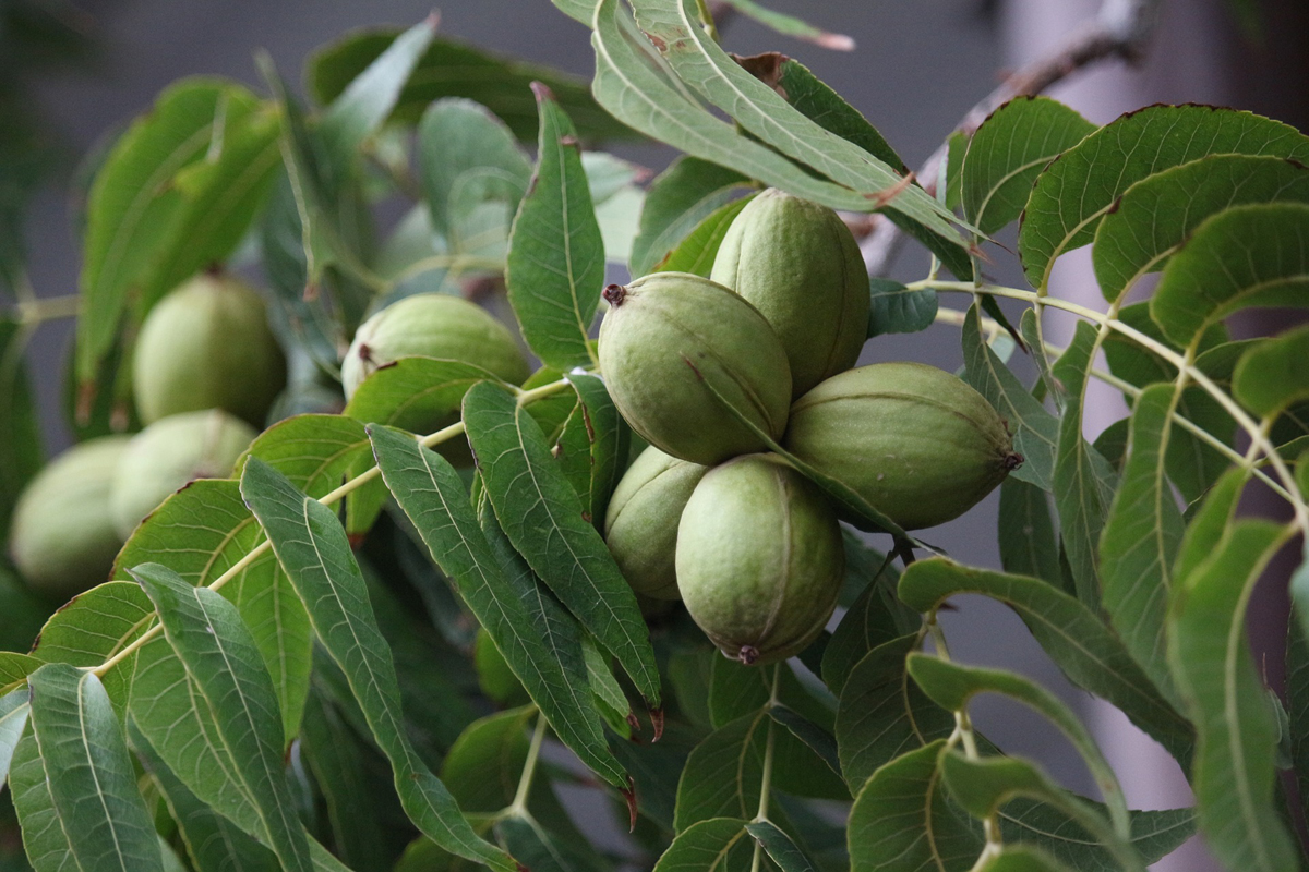 The History of The Pecan Tree