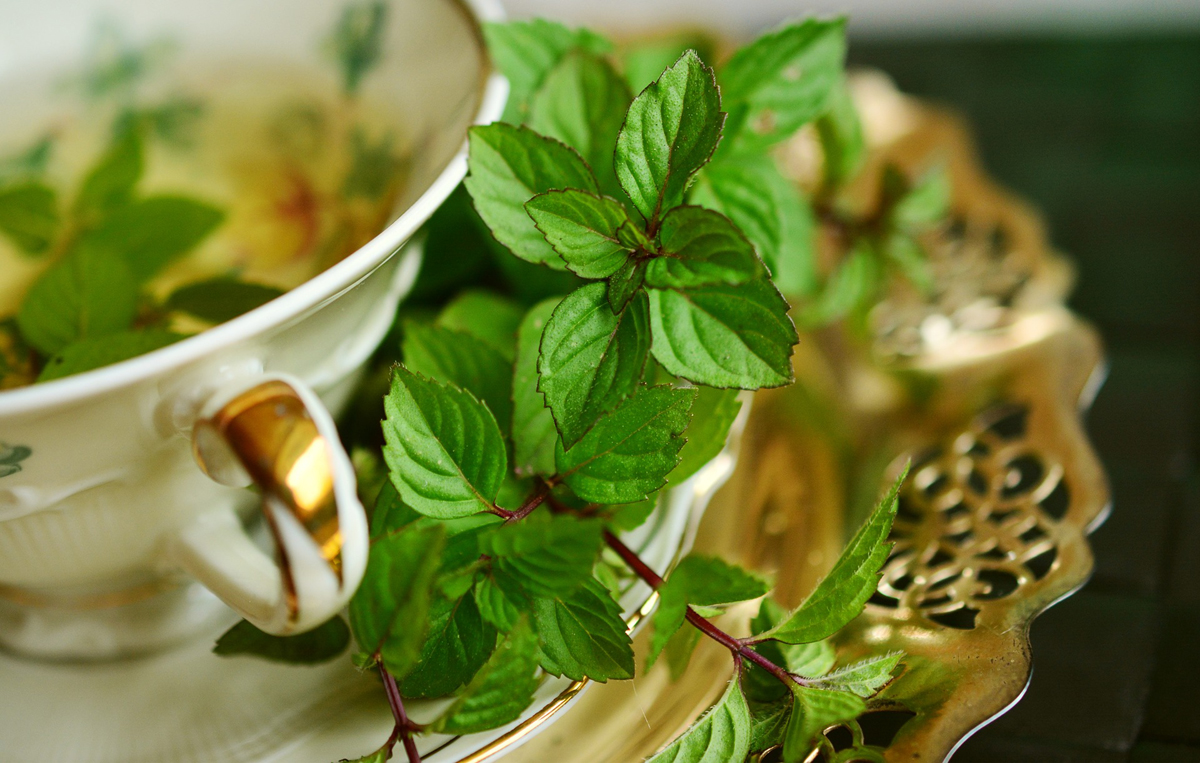 Growing Tea Herbs for Health and Pleasure