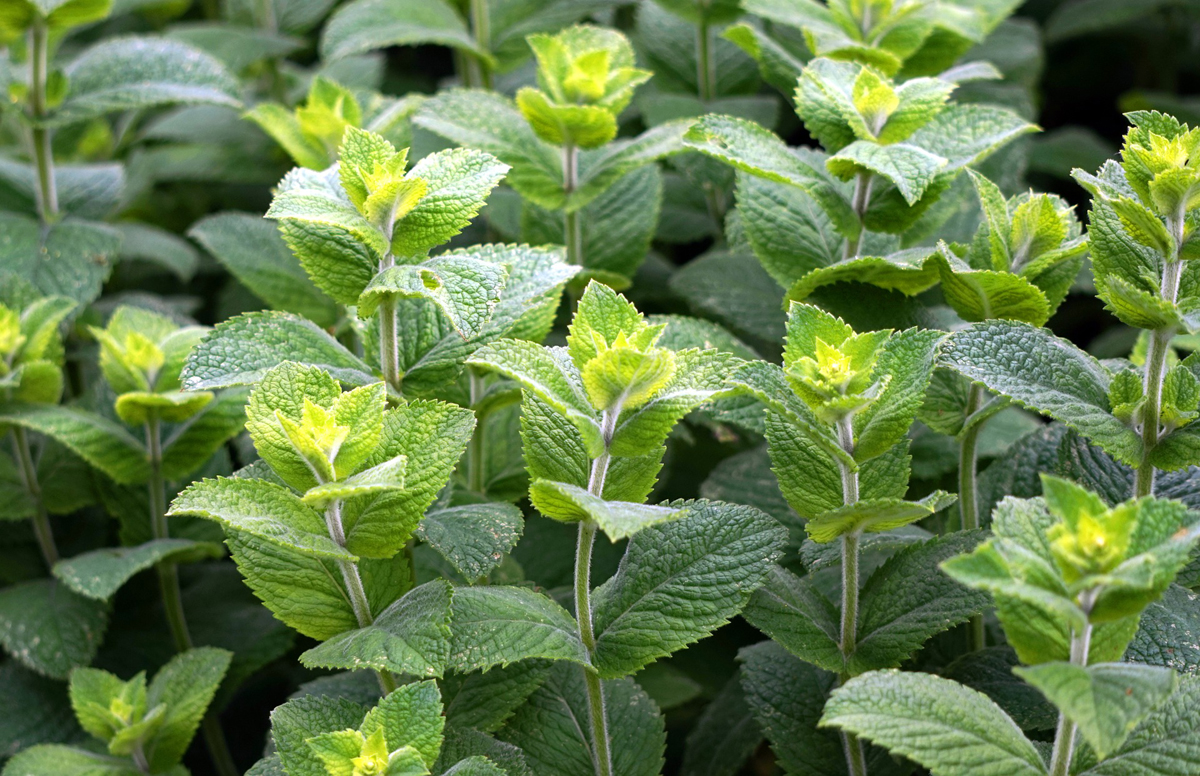 Peppermint Offers Safe, Non-Toxic Deterrent to Mice
