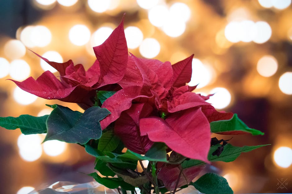 A Holiday Classic: The Poinsettia