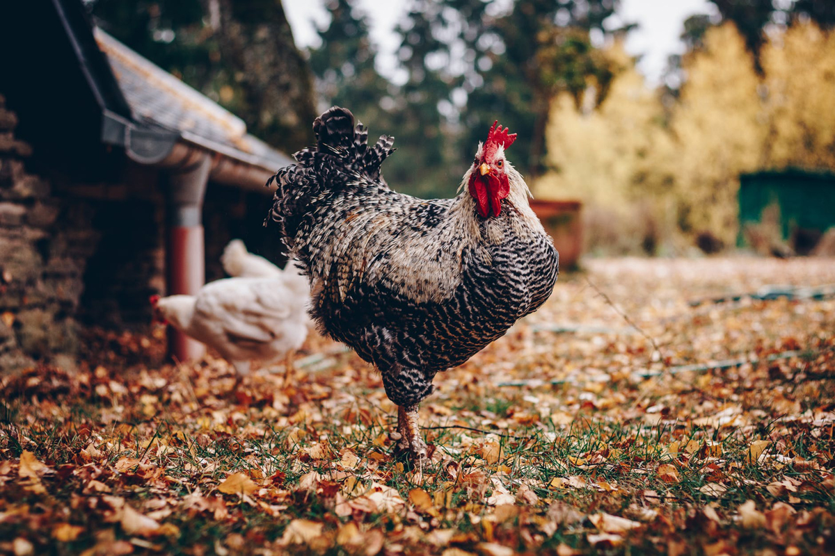 Raising Chickens in Winter, Spring, Summer & Fall