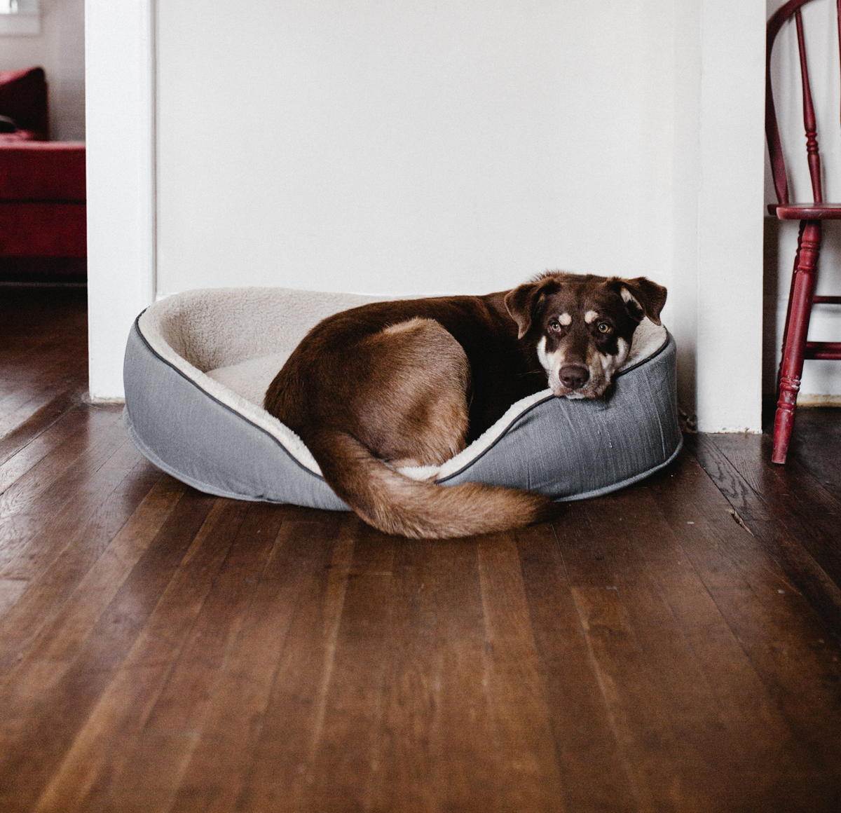 Wood Flooring for Pet Owners
