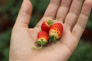 Wild Strawberries - Interesting Facts About the Virginia Strawberry