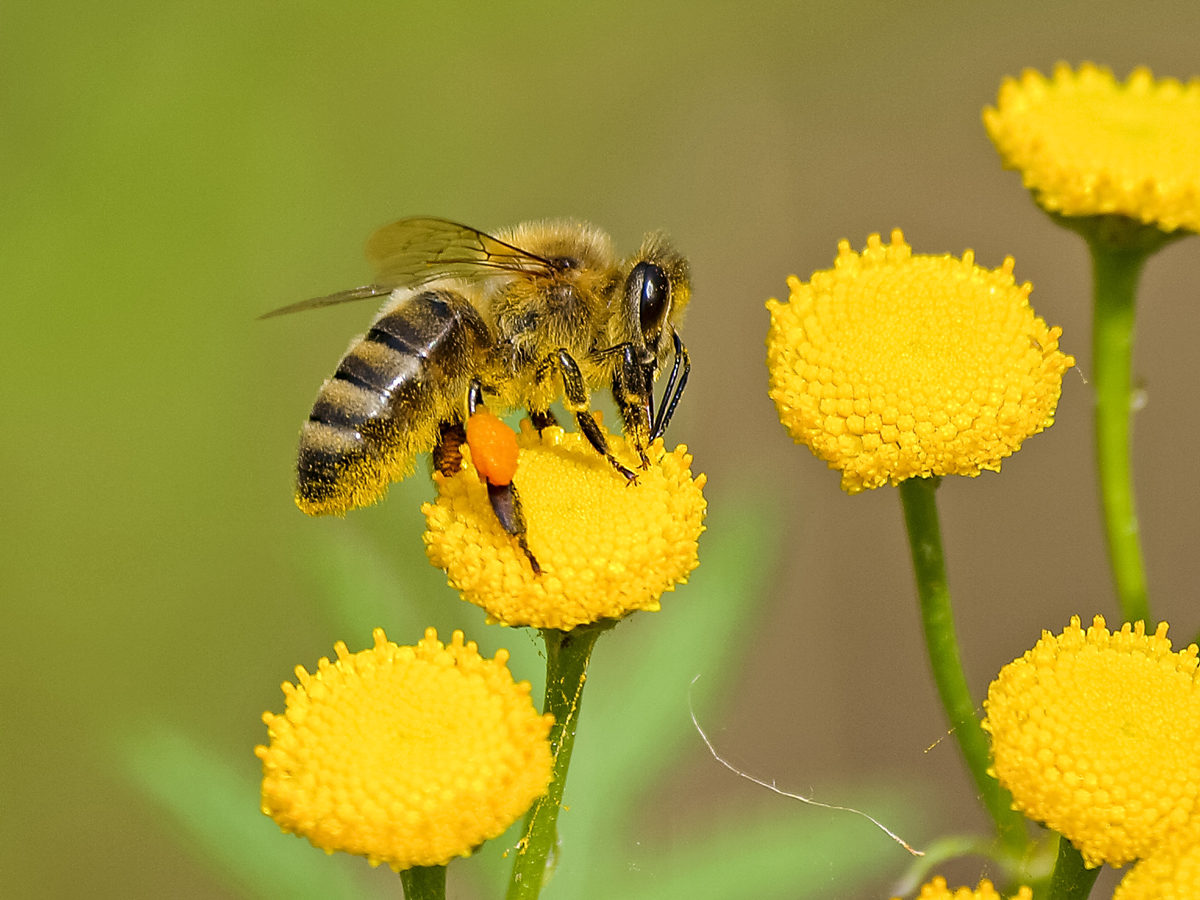 10 Lessons We Can Learn from Honeybees