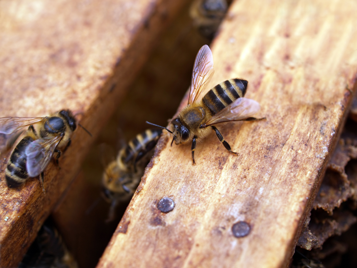 Bee Positive – The Backyard Bee Keepers