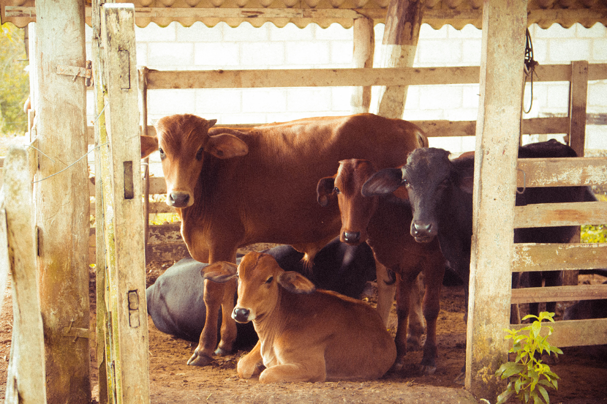 Caring for Cattle