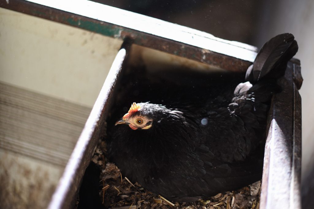 Egg Laying Why a Chicken Won't Lay Eggs