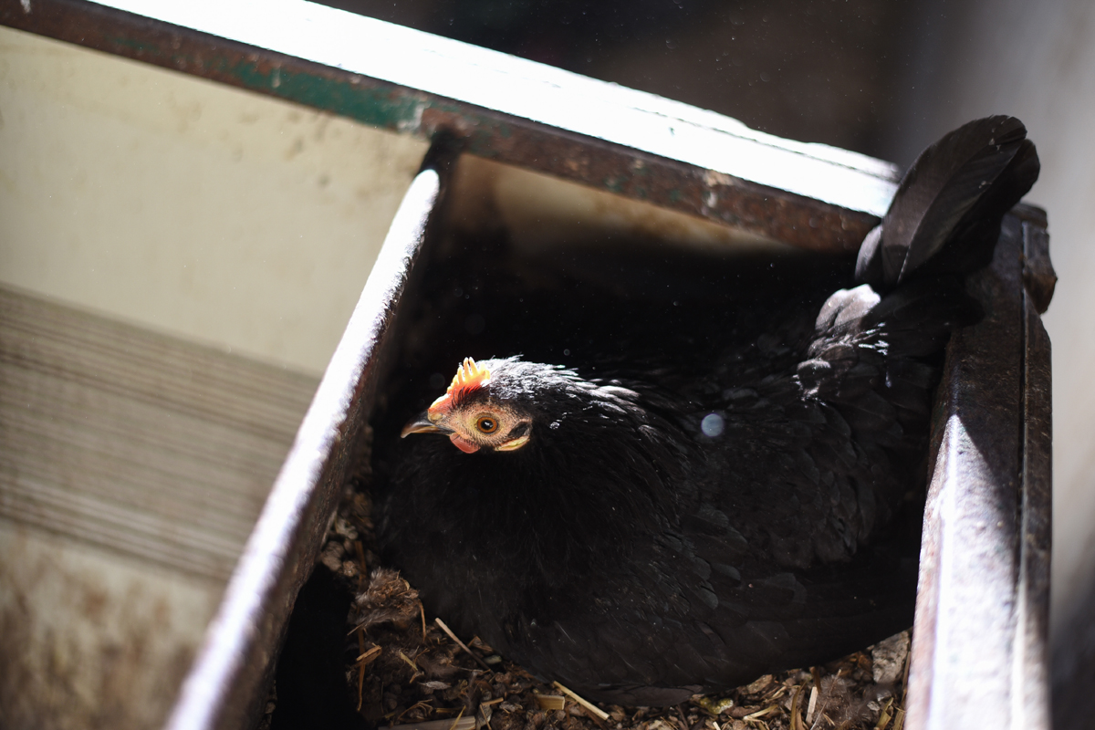 Egg Laying – Why a Chicken Won’t Lay Eggs