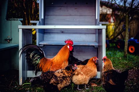 An Essential Guide to Chicken Health for The Small Scale Chicken Keeper