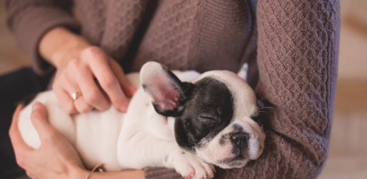 Aromatherapy for Dogs