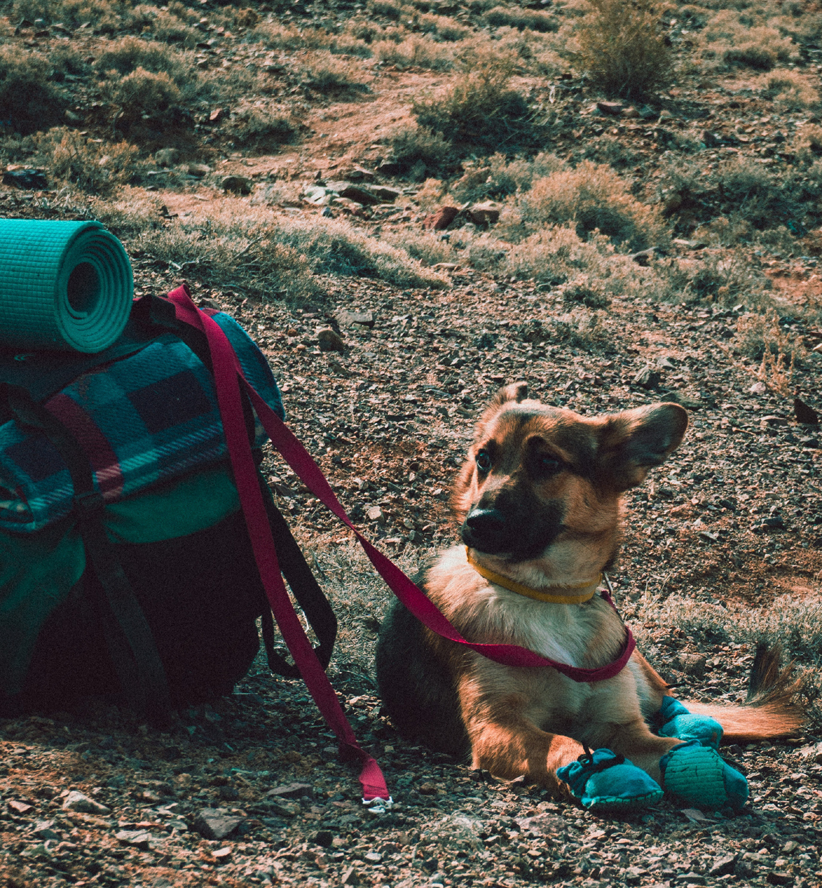 20 Dog Camping Tips