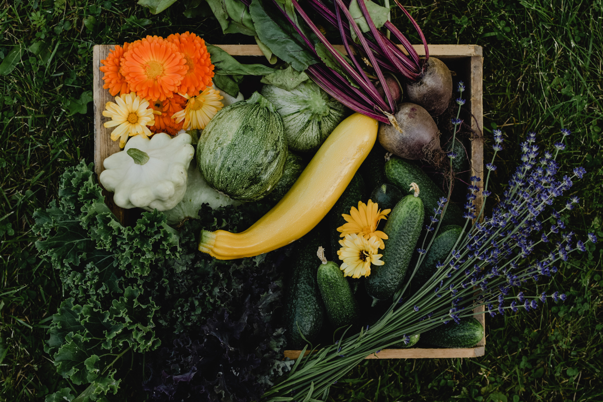 November in The Vegetable Garden